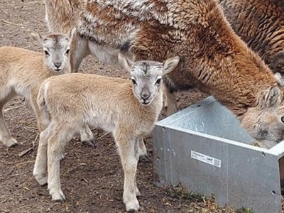 NFWP Lambs