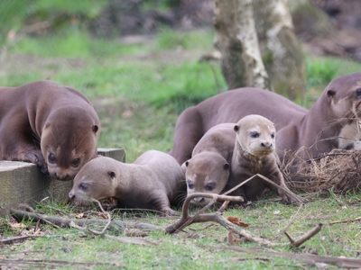 Giant Otter Cubs NFWP