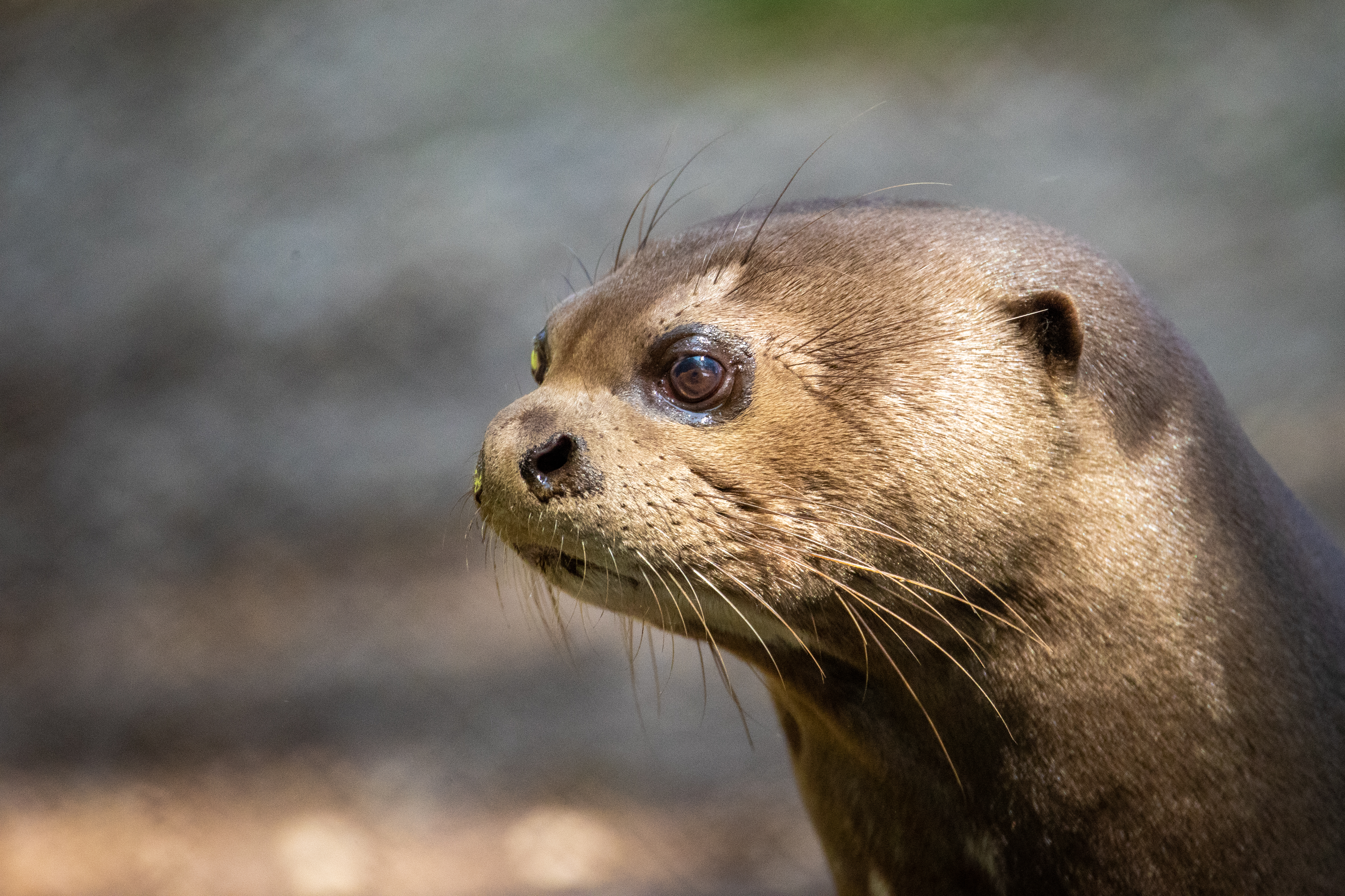 Giant New Forest Wildlife Park 2023 78