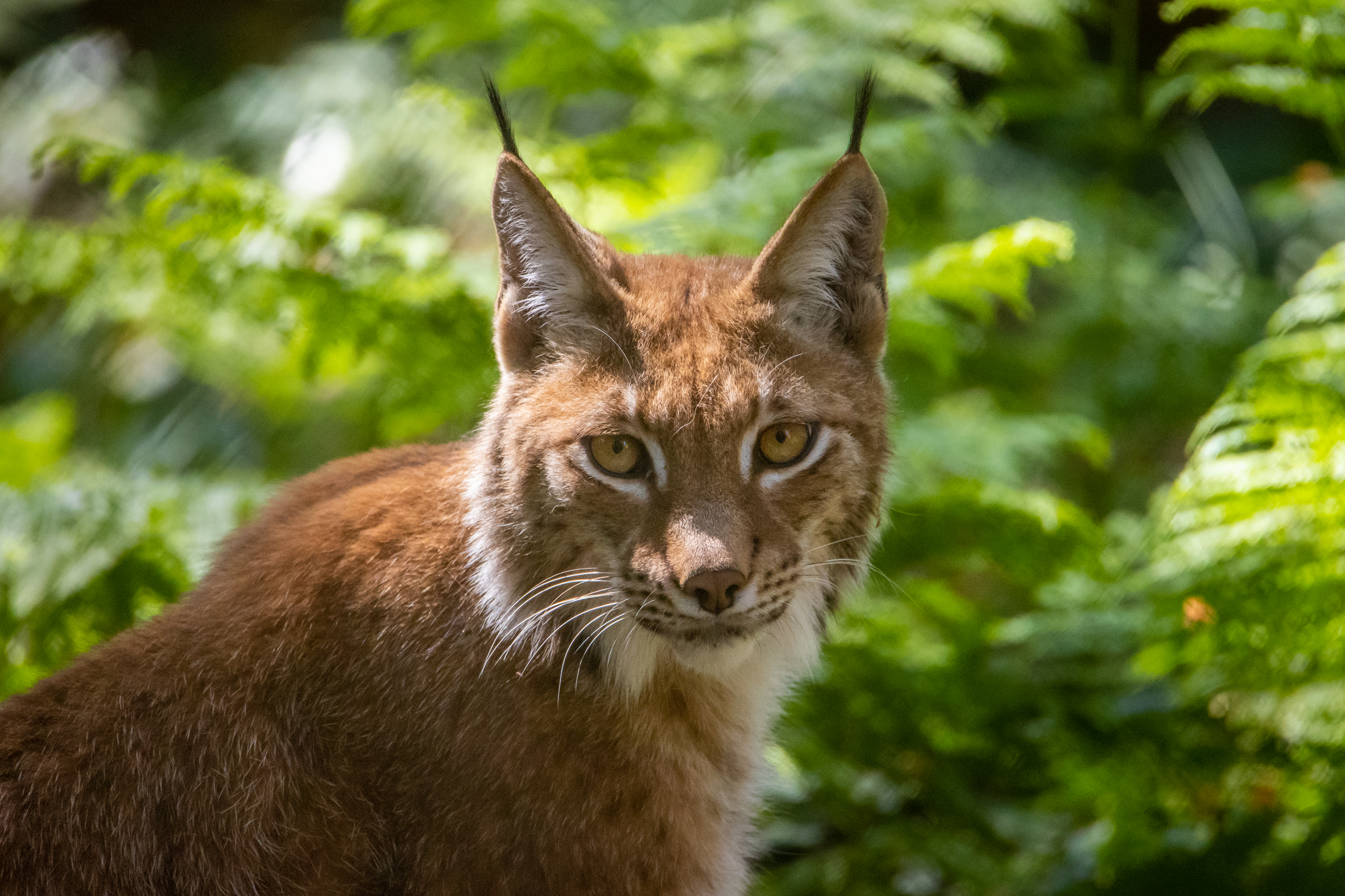 Lynx