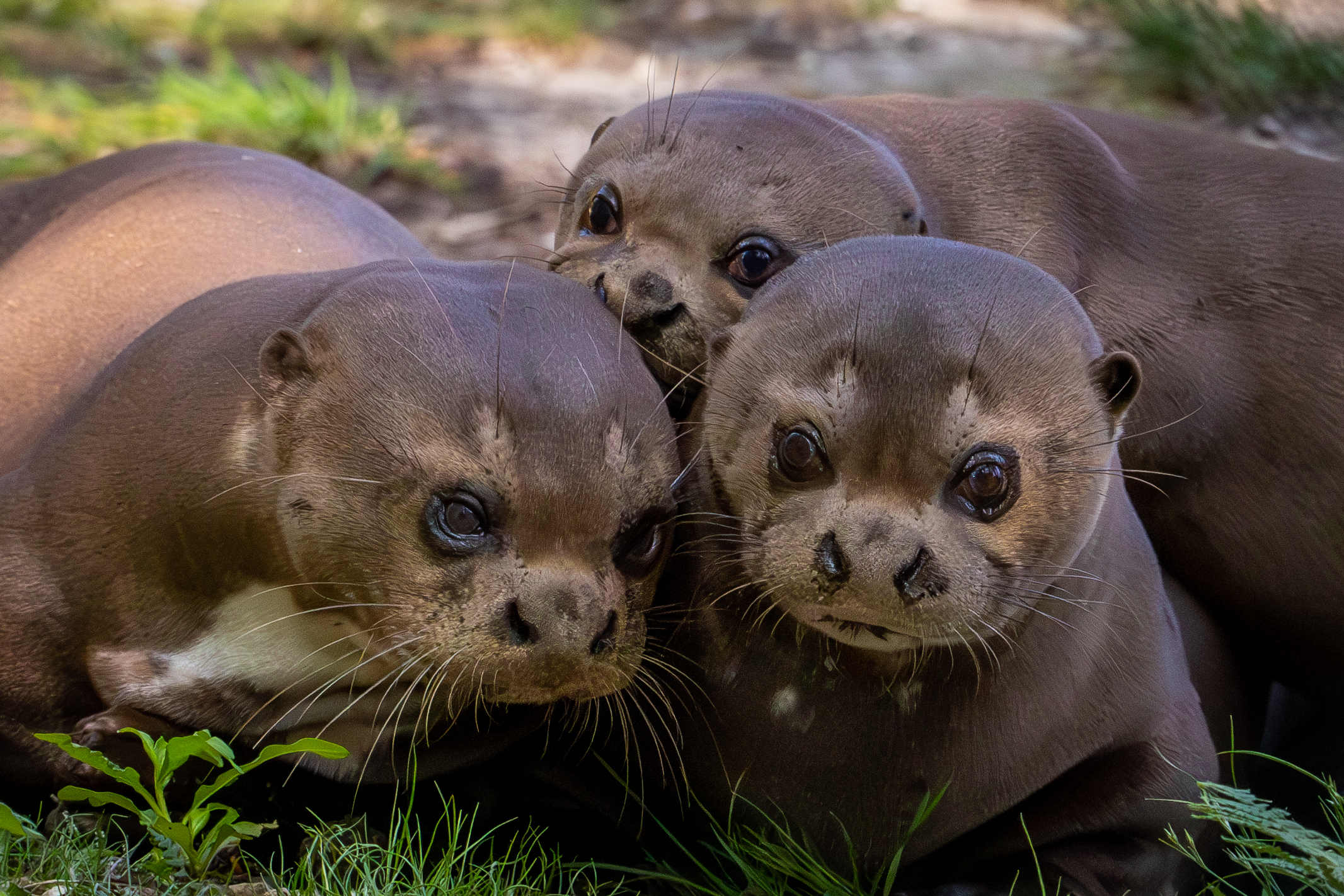 Giant New Forest Wildlife Park 2023 76