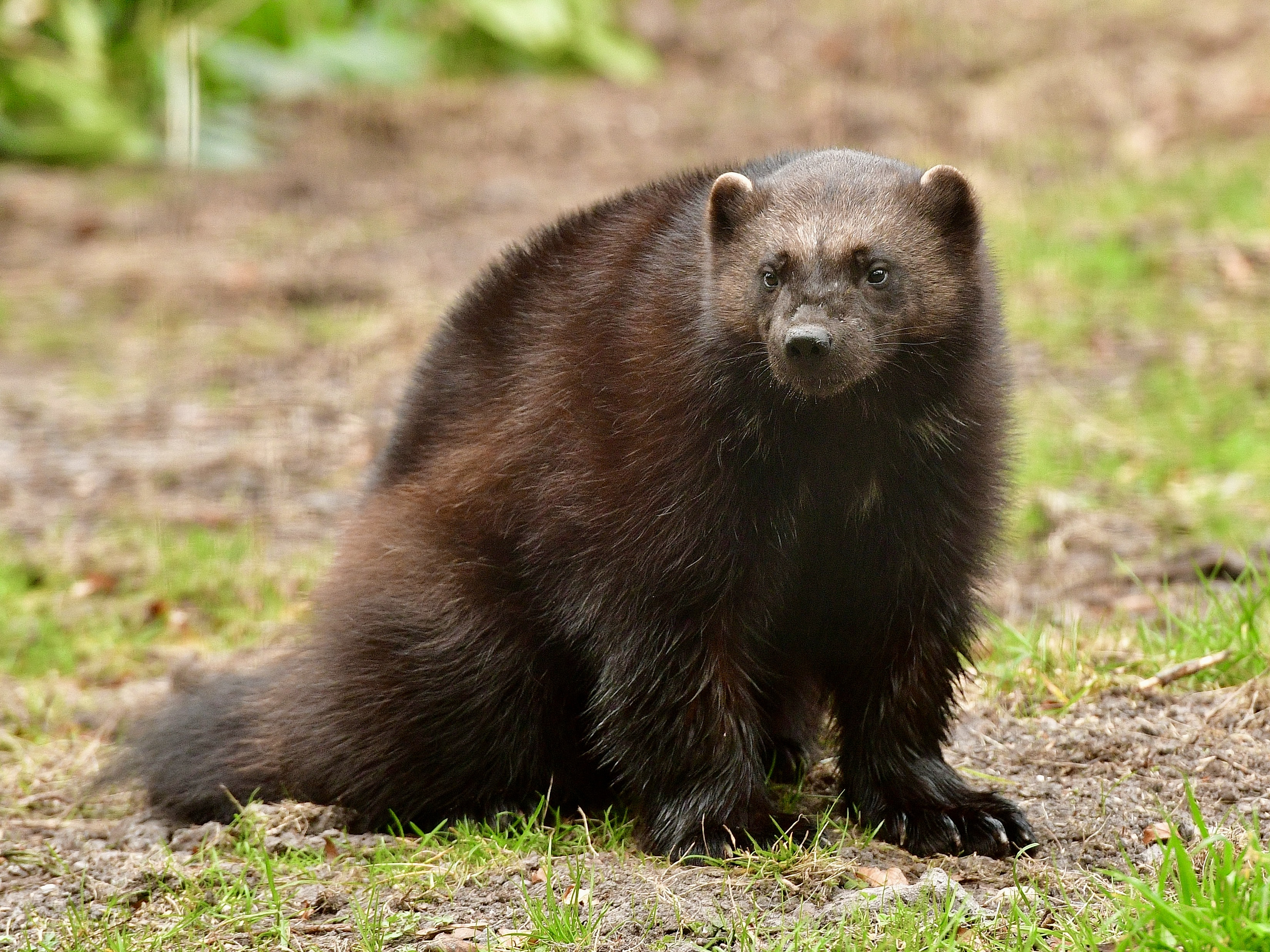 Wolverine Bodie6 Credit Helen Pinchin