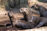 Giant otter family